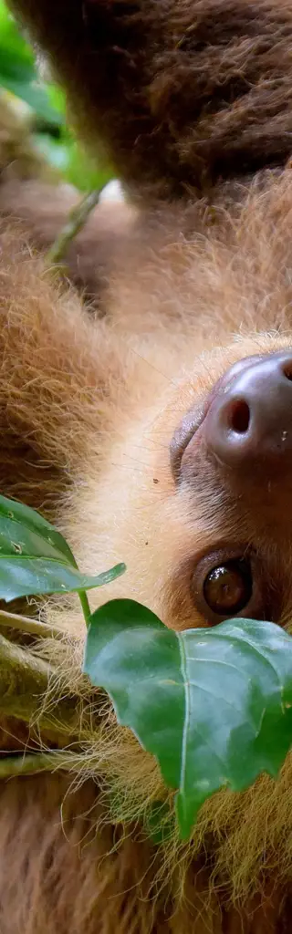 Familienreisen Costa Rica